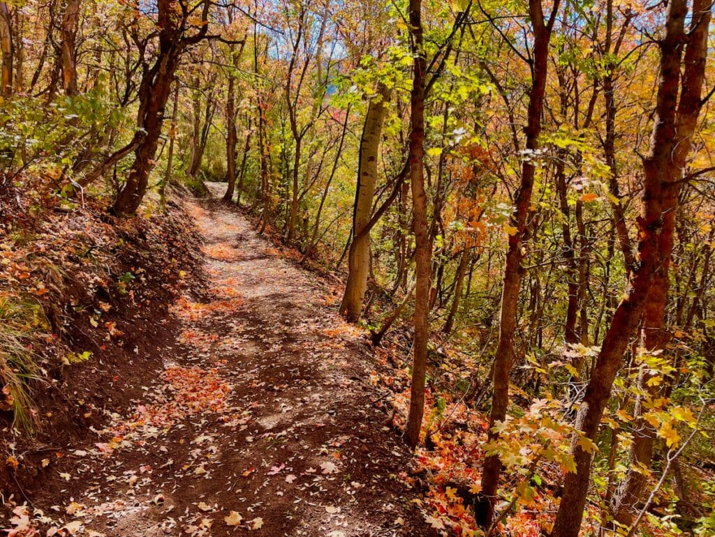Mayflower mountainside loop trail
