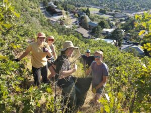 Grandeur weed mitigation volunteers